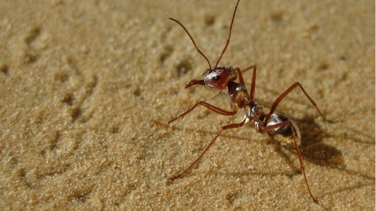 Najbrži mrav na svijetu juri 85 centimetara u sekundi